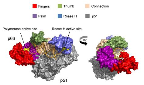 Biomolecules | Free Full-Text | Biophysical Insights into the ...