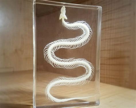 Snake Skeleton In Resin, Real Animal Skeletons, Snake Skull, Oddities, Curiosities - Oddities ...