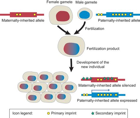 Evolution and function of genomic imprinting in plants