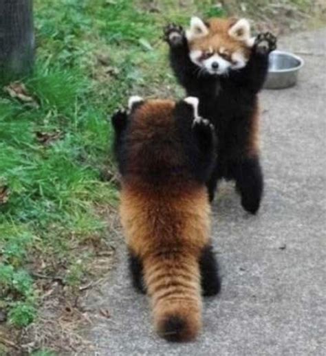 If your having a bad day check out these cute red pandas - Meme by ...