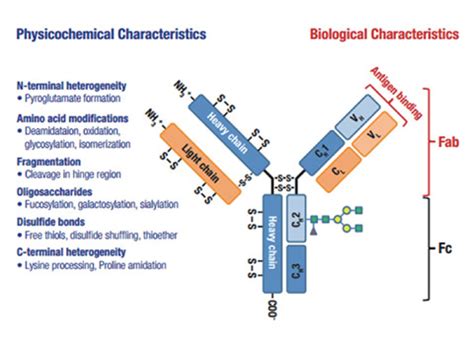 Upgrade Your Maps - Peptide Mapping - Thermo Scientific