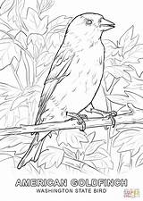 Goldfinch Coloring Page 1  Line17QQcom Home sketch template