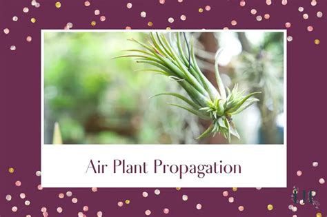 Air Plant Propagation Guide and Pup Care