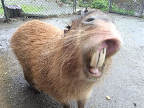 The Capybara (AKA Watrush) Found In Guyana Is The Largest Rodent In The World! – Things Guyana