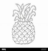 Pineapple Coloring Pages sketch template