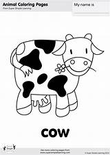 Cow Coloring Pages Kids sketch template