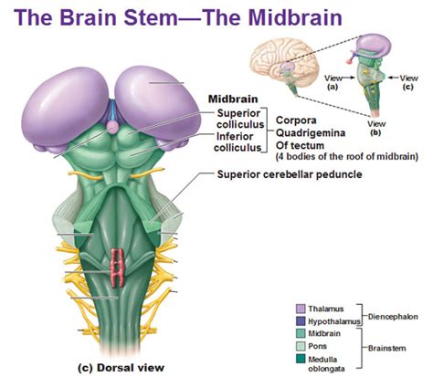 Brain Functions and Brain Areas | MyBrainTest