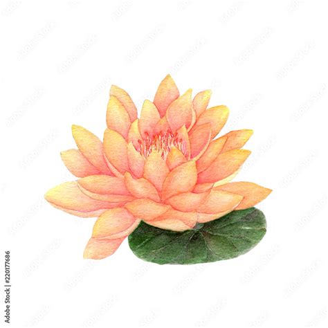 Lotus Hand drawn sketch and watercolor illustrations. Watercolor painting Lotus. Lotus ...