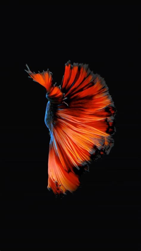 Live Fish Wallpapers - Top Free Live Fish Backgrounds - WallpaperAccess