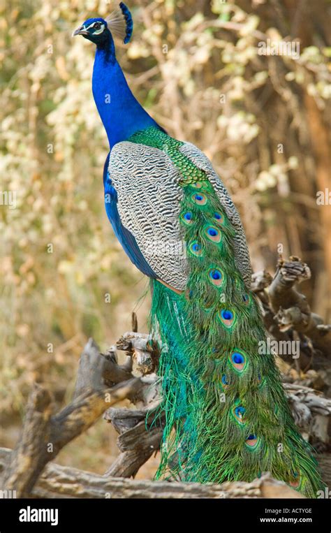 Peacock Tail Images - Peacock Tail Male Peacock's · Free Photo On ...