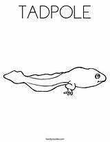 TADPOLE Coloring Page  Tracing sketch template