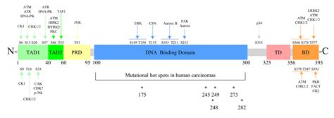 TP53 Mutations in Esophageal Squamous Cell Carcinoma