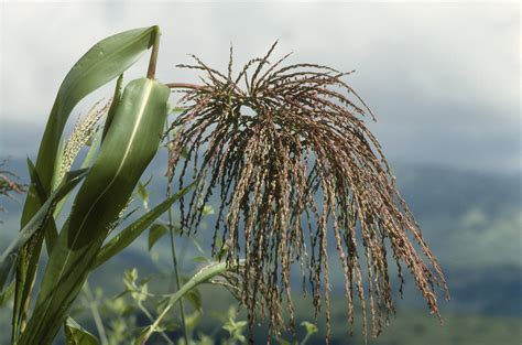 Teosinte and the domestication of maize - Earth@Home: Evolution