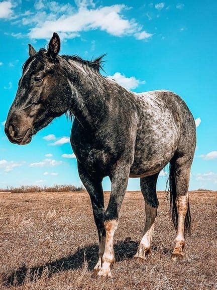 Top 45 Blue Roan Horse Names - PetPress