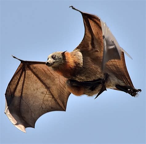 Baby Bat burden back again - Grey Headed Flying Fox. DSC_6… | Flickr