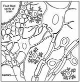 Biology Corner Coloring Pages sketch template