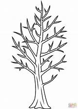Bare Tree coloring page  Free Printable Coloring Pages sketch template