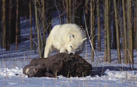 Arctic Wolf Pack Hunting