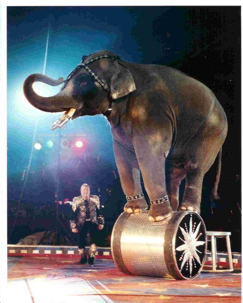 64 Circus Animals ideas | circus animals, circus, animals