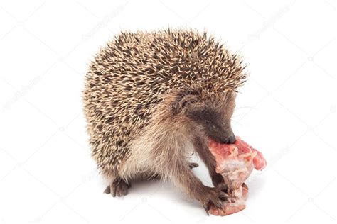 Hedgehog eating a piece of meat — Stock Photo © vpardi #63429543