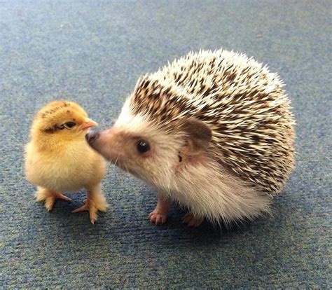 chick + hedgehog | Baby hedgehog, Cute baby animals, Cute little animals