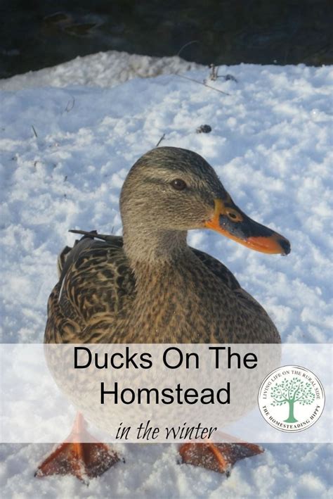 Keeping Ducks In The Winter * The Homesteading Hippy | Keeping ducks ...