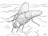 Dibujo De Mosca Doméstica Para Colorear  Dibujos sketch template
