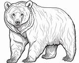 Bear Grizzly Coloring Pages Drawing Draw Step Standing Drawings Animal  sketch template