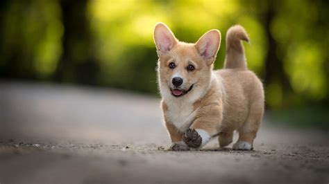 En Güzel Erkek Köpek İsimleri - Zoo Blog