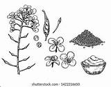 26 Best Ideas For coloring  Mustard Tree Coloring Page sketch template