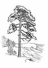 Pine coloring pages To Download And Print For Free sketch template