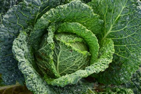 Savoy cabbage - Growstuff