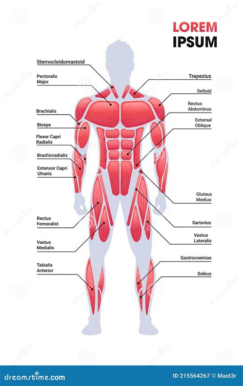 Male Muscular System Board Human Body Structure Muscle Map Full Length Vertical Copy Space Stock ...