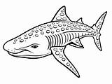 Easy Whale Shark Coloring Sheet  Page sketch template