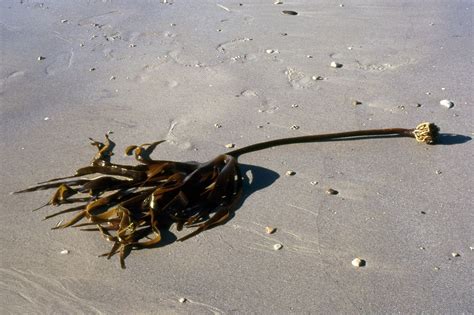 Alerta por la desaparición de las algas laminarias en Galicia - GCiencia