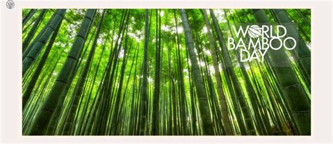 World Bamboo Day 2023: History, Significance, And Theme