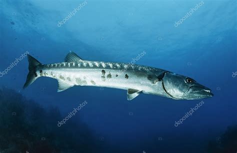 Great Barracuda fish Stock Photo by ©agiampiccolo 63665249