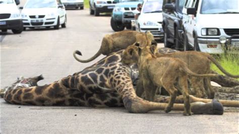 Three little lions eating a giraffe in a road - YouTube