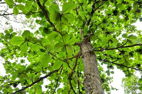 Tropical Tree, Ketapang (Terminalia Catappa L.) a Member of Combretaceae, with Beautiful Leaves ...