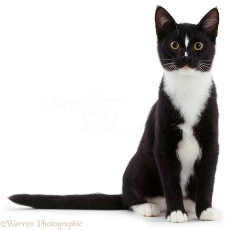 Black-and-white cat sitting photo - WP03159