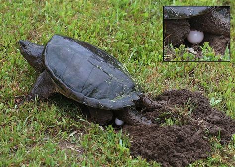 How to Take Care of Snapping Turtle Eggs? #Incubating #Hatching - YardPals