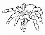 Free Printable Spider Coloring Pages For Kids sketch template