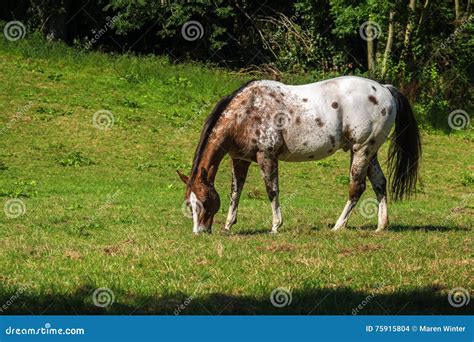 Spotted Appaloosa Horse in White and Brown Grazes on the Green P Stock ...