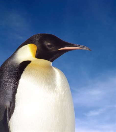 Emperor Penguin Facts for Kids | Penguins Information