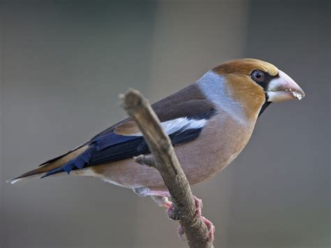 Grosbeak Fink King Songbird - Free photo on Pixabay - Pixabay