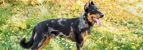 Beauceron Dog Breed - Facts and Personality Traits | Hill's Pet | Dog ...