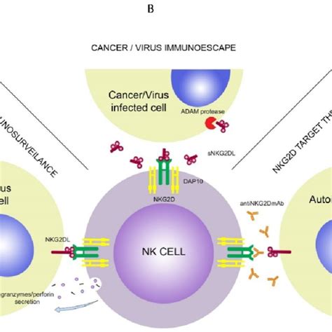 NK cells receptors and their ligands. | Download Scientific Diagram