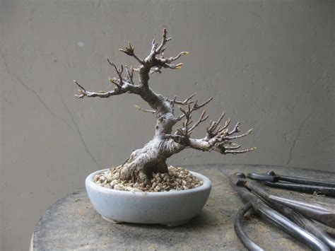 Pin oleh Vincent di #1>Informal upright_bonsai/曲幹 | Pohon bonsai, Bonsai, Pohon