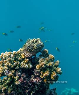 Underwater photo. Phuket Thailand. Coral reef and schools … | Flickr