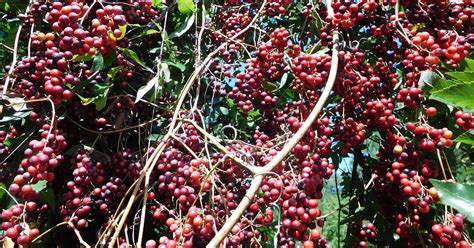 Catbrier vine produces brilliant berries